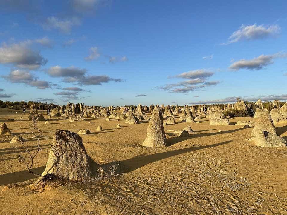 Limestone pillars rising from yellow sand in the Pinnacles Desert, Nambung National Park