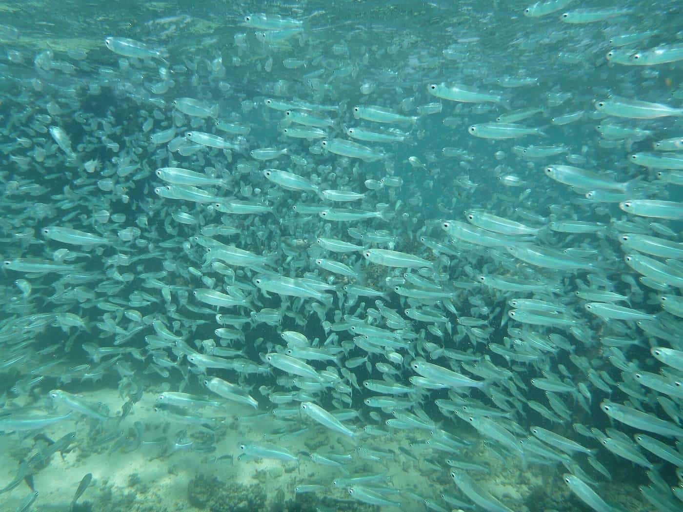 A school of fish over the reef near Exmouth