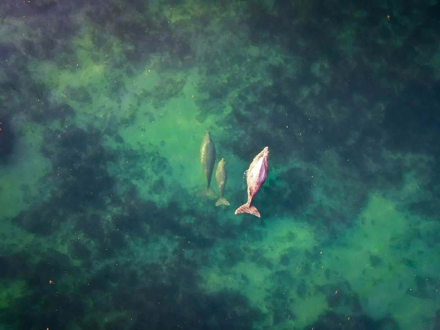 Dugongs swimming over a reef