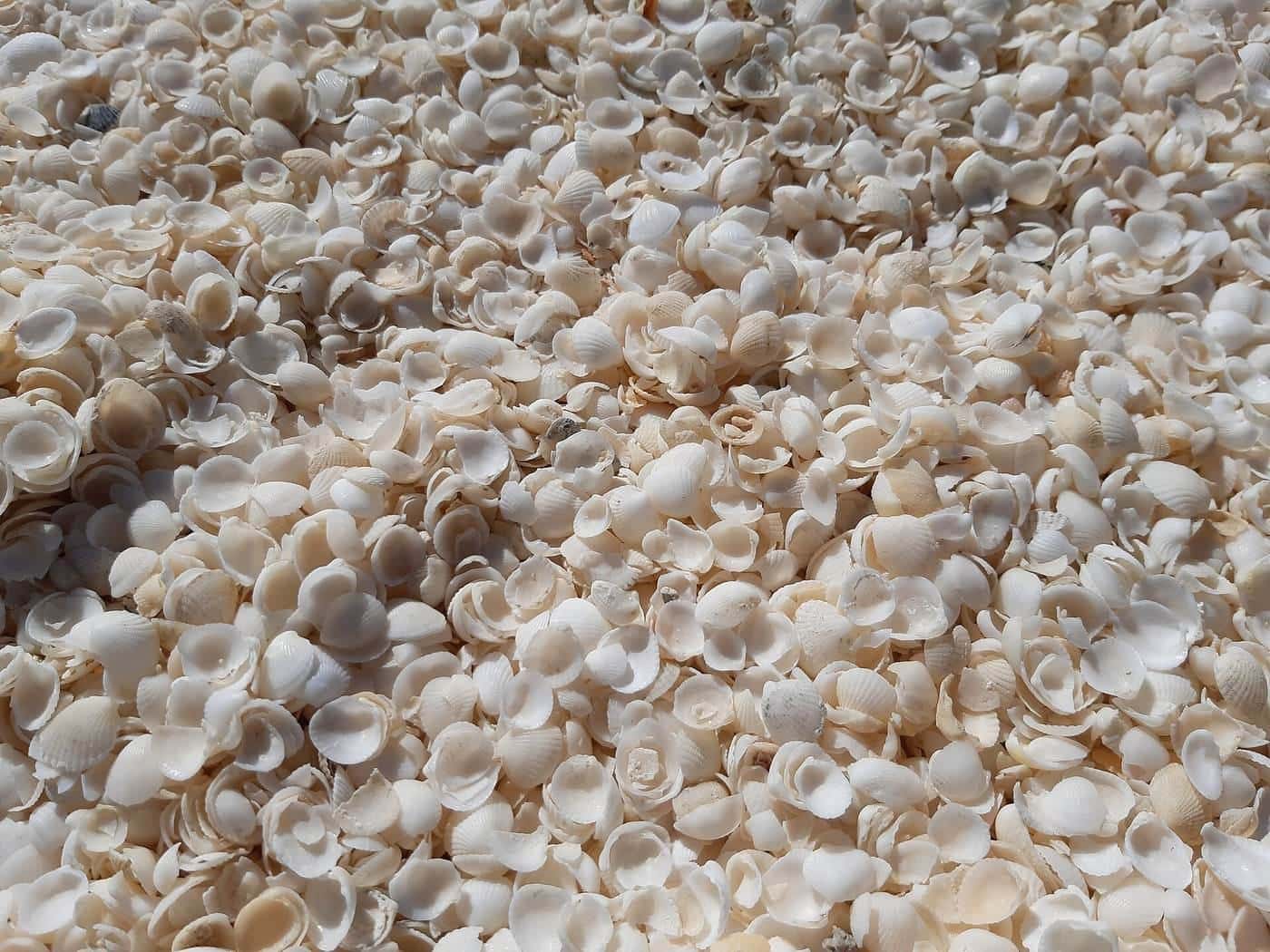 White shells at Shell Beach in Shark Bay